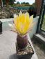 Preview: Echinocereus dasyacanthus